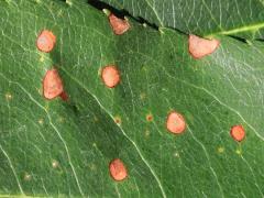 () (Cherry Leaf Spot) upperside on Black Cherry