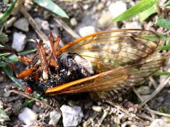 (Flying Saltshaker Fungus) on Dwarf Periodical Cicada