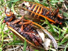 (Icing Sugar Fungus) on Pharaoh Periodical Cicada
