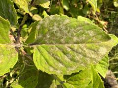 () (Monarda Powdery Mildew) on Wild Bergamot