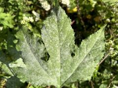 () (Ambrosiae Powdery Mildew) on Giant Ragweed