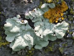 () (Common Greenshield Lichen) on Staghorn Sumac