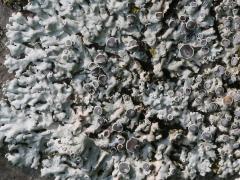 () (Physcia Rosette Lichen) on Staghorn Sumac