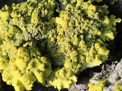() (Teloschistaceae Sunburst Lichen) on Staghorn Sumac