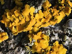 () (Powdery Sunburst Lichen) on Staghorn Sumac