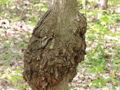 () (Eutypella Canker) canker on Sugar Maple