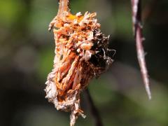 () (Cedar-Quince Rust) aecia on Cockspur Hawthorn