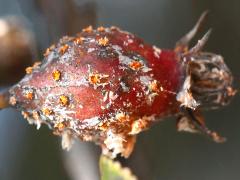 () (Cedar-Quince Rust) fruit on Cockspur Hawthorn