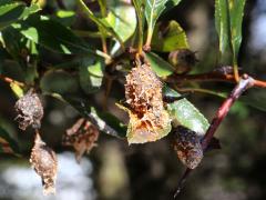 () (Cedar-Quince Rust) tubes on Cockspur Hawthorn