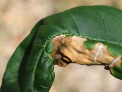 () (Ash Anthracnose) on Green Ash