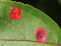 () (Cedar-Quince Rust) upperside spots on Crab Apple