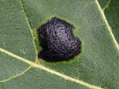 () (American Tar Spot) on Silver Maple
