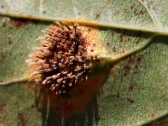 () (Cedar-Hawthorn Rust) underside aecia on Prairie Crabapple