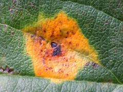 () (Cedar-Hawthorn Rust) upperside spots on Prairie Crabapple
