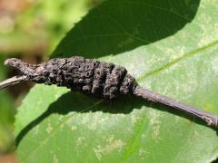 () (Black Knot) on Serviceberry
