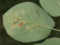 () (Cedar-Hawthorn Rust) underside spots on Serviceberry
