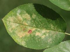() (Cedar-Hawthorn Rust) upperside spots on Serviceberry