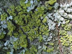 () (Powdery Sunburst Lichen) on Serviceberry