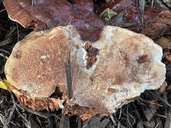 () (Lingzhi Bracket) underside on Honey Locust