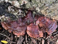 () (Lingzhi Bracket) upperside on Honey Locust