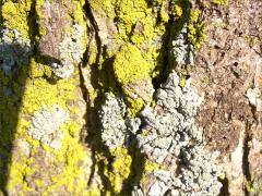 () (Candleflame Lichen) on Bur Oak