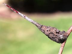 () (Cedar-Quince Rust) overwintering gall on Washington Hawthorn