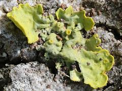 () (Common Sunburst Lichen) on Oriental Plane