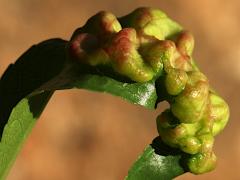 () (Peach Leaf Curl) on Almond
