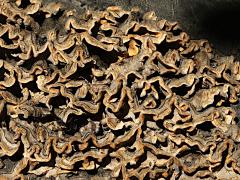 () (Hairy Curtain Crust) on Carob Tree