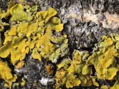 () (Common Sunburst Lichen) on White Poplar