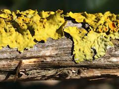 () (Common Sunburst Lichen) on Rosemary