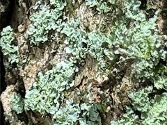 () (Powdery Cryptic Shade Lichen) on Camphor Tree