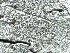 () (Graphidaceae Script Lichen) on Formosan Sweetgum