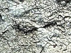 () (Lecanoraceae Rim Lichen) on Frangipani