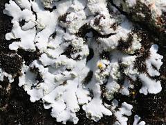 () (Parmelioideae Shield Lichen) on Coconut Palm