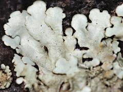 (Xanthoparm Rock Shield Lichen) on rocks