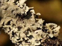 () (Parmotrema Ruffle Lichen) on Flowering Apricot