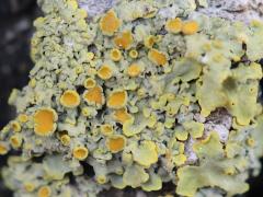 () (Common Sunburst Lichen) on Kermes Oak
