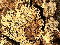 (Lecanoromycetes Lichen) on trunk