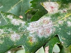 () (Oak Powdery Mildew) on Downy Oak