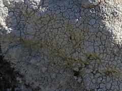 (Lecanoromycetes Lichen) on rocks