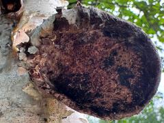 () (Birch Polypore) underside on Alaska Paper Birch