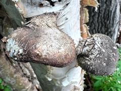 () (Birch Polypore) upperside on Alaska Paper Birch