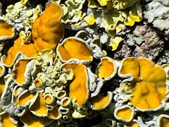() (Common Sunburst Lichen) on Black Poplar