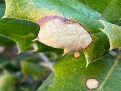 () (Oak Anthracnose) on California Live Oak