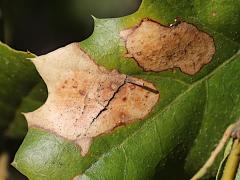 () (Oak Anthracnose) on California Live Oak