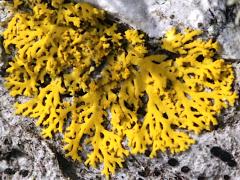 () (Candleflame Lichen) on Red Maple