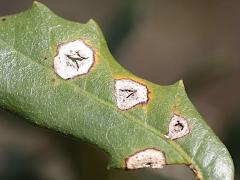 () (Oak Anthracnose) on Southern Live Oak