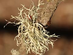 () (Ramalina Bushy Lichen) on Rhododendron