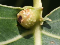 () (Poplar Leaf-base Gall Aphid) gall on Cottonwood